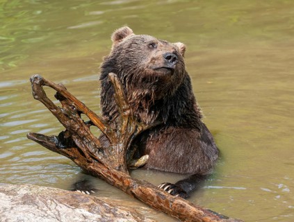 Brown bear (Ursus arctos) sitting in a pond, pond and playing with old wood, captive, Bavarian