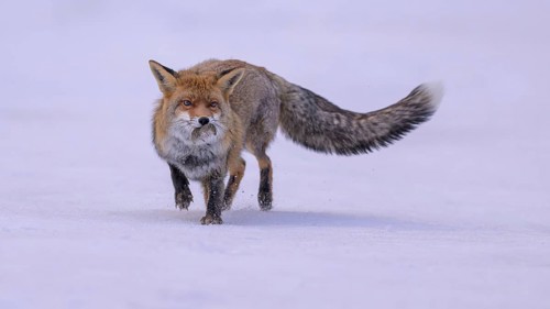 Red fox (Vulpes vulpes), with caught mouse on a meadow covered with snow, Swabian Alb biosphere