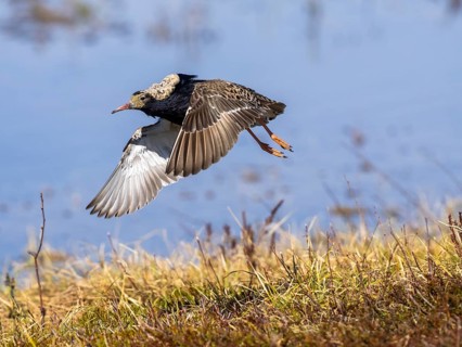 Ruff (Calidris pugnax) male in breeding plumage, flying away from lek, Pokka, Finnish Lapland