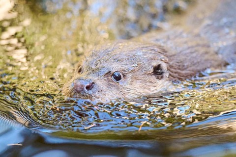 Eurasian otter (Lutra lutra) swimming in a lake in the bavarian forest, Bavaria, Germany