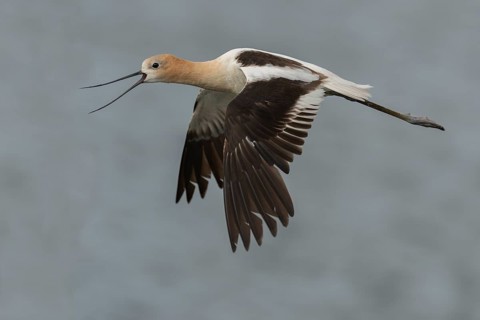 American Avocet (Recurvirostra americana) flying, California, USA