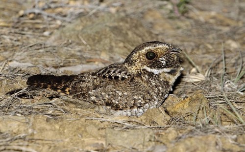 Mexican Whip-poor-will (Antrostomus arizonae), Arizona, USA