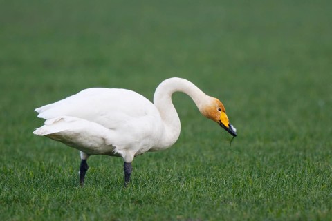 Whooper Swan (Cygnus cygnus) foraging, North Rhine-Westphalia, Germany