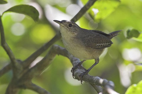 House Wren (Troglodytes aedon), Costa Rica