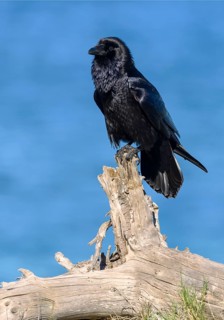 Common Raven (Corvus corax) - Santa Cruz Island, California