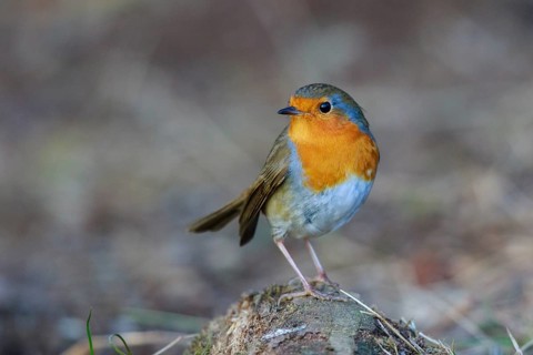 European Robin (Erithacus rubecula), North Rhine-Westphalia, Germany