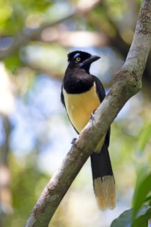 Plush-crested jay (Cyanocorax chrysops), Iguazú Falls or Cataratas del Iguazú, Province of