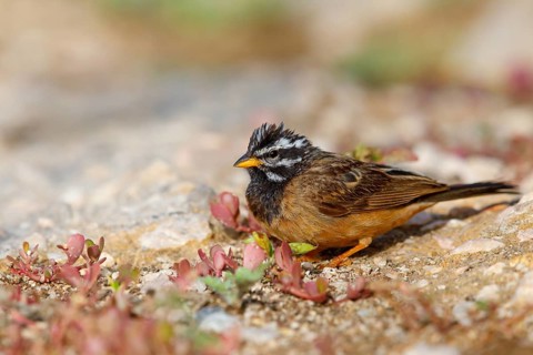 Africa, Oman, cinnamon-breasted bunting (Emberiza tahapisi), Tawi Atayr, Salalah, Dhofar, Oman