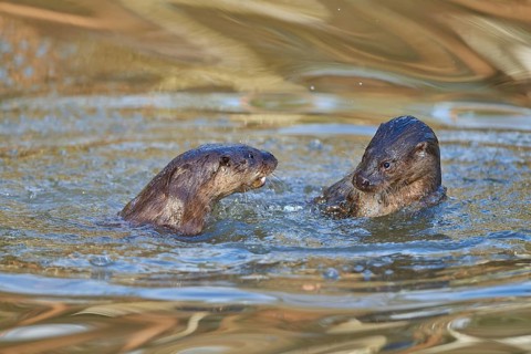 European Otter (Lutra lutra), two animals play and fight in pond, captive
