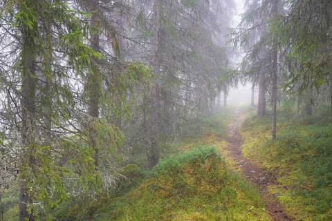 Path in foggy spruce forest, Alvdal, Hedmark, Innlandet, Norway, November 2025