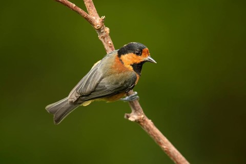 Owston's Tit (Sittiparus owstoni) perched on a branch, Miyakejima, Japan