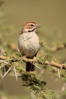 Chestnut-crowned Sparrow-Weaver (Plocepasser superciliosus) perched on a branch, Melka Ghebdu,