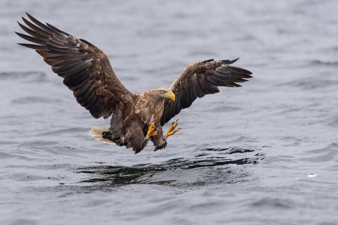 White-tailed Eagle (Haliaeetus albicilla) hunting, Norway