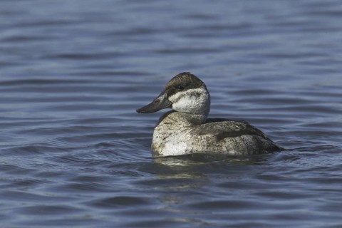 Ruddy Duck (Oxyura jamaicensis), California, USA