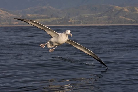 Antipodean Albatross (Diomedea antipodensis gibsoni) flying, New Zealand