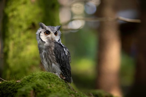 Southern White-faced Owl (Ptilopsis granti) captive, Germany