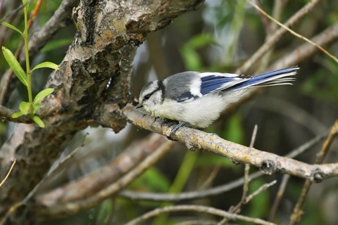 Azure Tit (Cyanistes cyanus) juvenile, Onon River, Mongolia