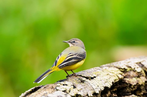 Grey Wagtail (Motacilla cinerea) sitting on an old wood, wildlife, Germany