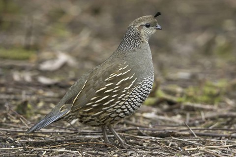 California Quail (Callipepla californica) female, British Columbia, Canada