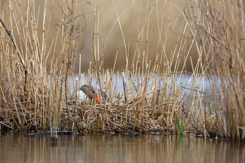 Greylag Goose (Anser anser) breeding in reeds, Mecklenburg-Western Pomerania, Germany