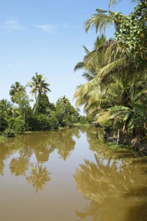 River landscape with palm trees in the canal system of the backwaters, Kerala, India