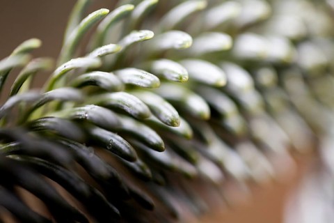 Detail of a Nordmann fir, Abies nordmanniana