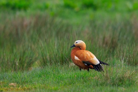 Ruddy Shelduck (Tadorna ferruginea), North Rhine-Westphalia, Germany