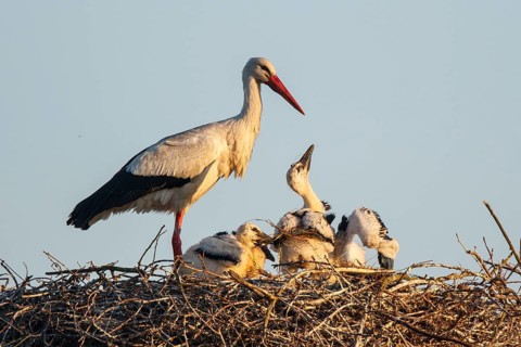 White Stork (Ciconia ciconia) with chicks in nest, North Rhine-Westphalia, Germany