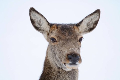 A deer in the snow looks directly into the camera in front of a light-coloured background, red deer