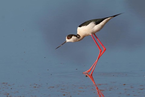 Black-winged Stilt (Himantopus himantopus), Greece