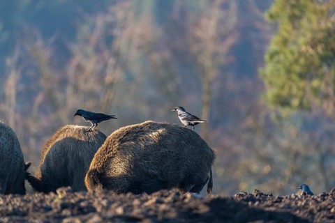 Two wild boar or wild pig (Sus scrofa), walking over an opening searching for food. A western