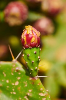 Indian fig opuntia (Opuntia ficus-indica) blossoms and fruits, ebro delta, Catalonia, Spain