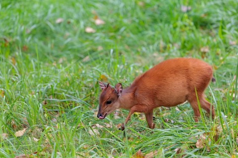 A female red forest duiker, Natal duiker or Natal red duiker (Cephalophus natalensis) grazes on a