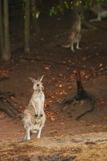 Eastern grey kangaroo (Macropus giganteus) standing on a tried up meadow, raining, Bavaria, Germany