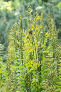 Royal fern (Osmunda regalis),  Germany