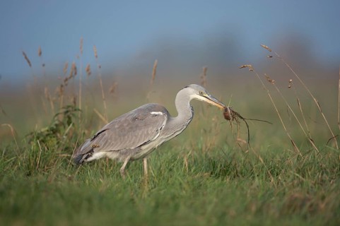 Grey Heron (Ardea cinerea) with mouse prey, North Rhine-Westphalia, Germany
