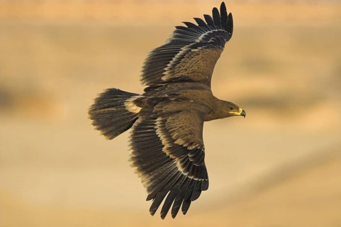 Steppe Eagle (Aquila nipalensis), Oman