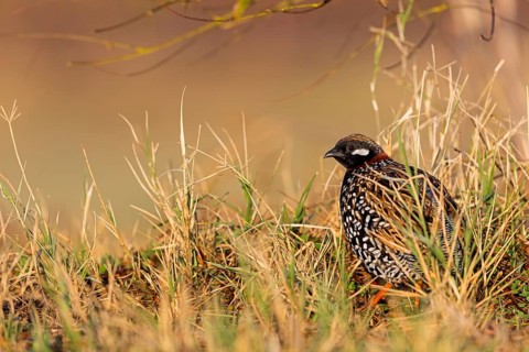 Halsbandfrankolin, Black Francolin, Black Partridge, Francolinus francolinus, Francolin noir,