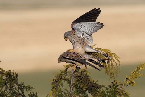 Common Kestrel (Falco tinnunculus) pair mating, Saxony, Germany