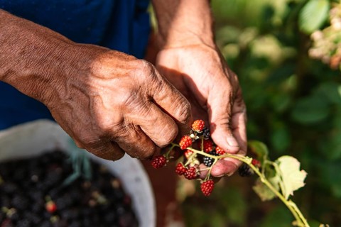 Close-up of a farmer's hands picking ripe blackberries on a sunny day in the Colombian countryside