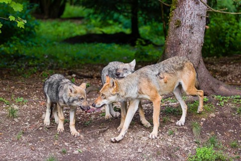 An adult grey she-wolf (Canis lupus lupus) and two of her pups are standing at the edge of the