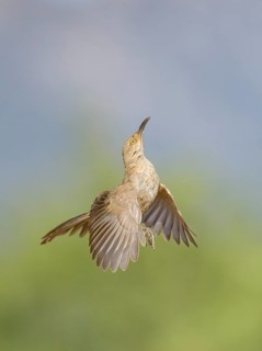 Curve-billed Thrasher (Toxostoma curvirostre) flying, Arizona, USA