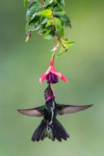 Stripe-breasted Starthroat (Heliomaster squamosus) flying and feeding at a flower in the Atlantic