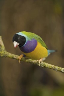Gouldian Finch (Erythrura gouldiae) mating