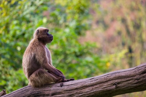 Portrait of an adult male Gelada (Theropithecus gelada), or bleeding-heart monkey, resting on a log