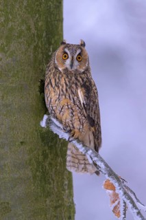 Long-eared owl (Asio otus), sitting on a beech branch covered with hoarfrost in a winter forest,