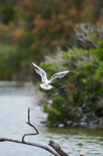 Black-headed gull (Chroicocephalus ridibundus) landing on a wood, Camargue, France