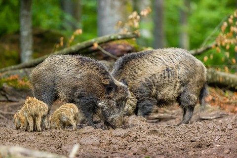 A pack of wild boars (Sus scrofa) look for food in a clearing