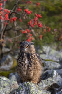One Eurasian Eagle Owl, Bubo bubo, sitting on grey rocks, a bush with red berries in the background