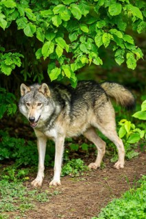 European gray wolf (Canis lupus lupus) in the forest, Germany